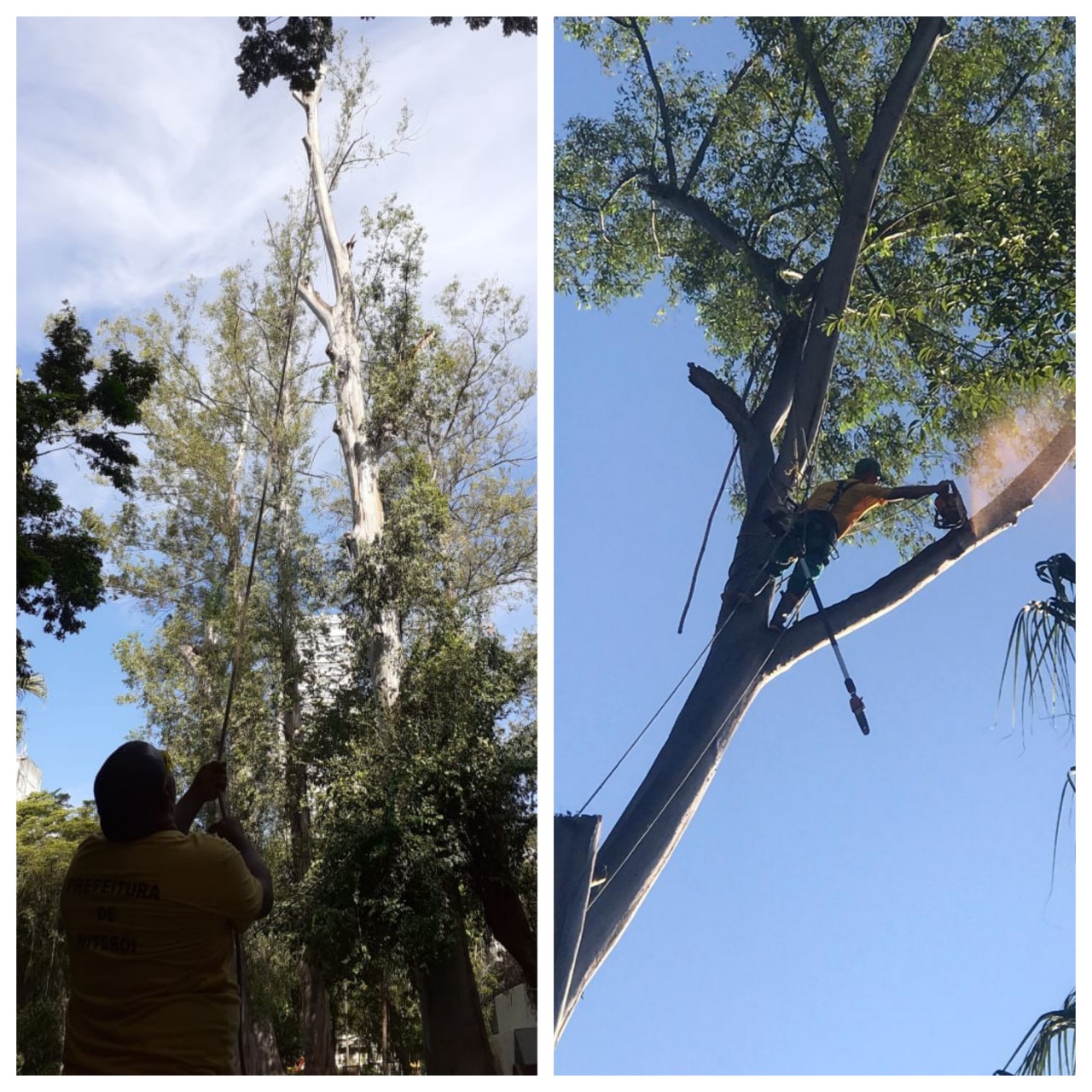 AÇÕES DAS EQUIPES DE ARBORIZAÇÃO NOS DIAS 27, 28 e 29/03/2020