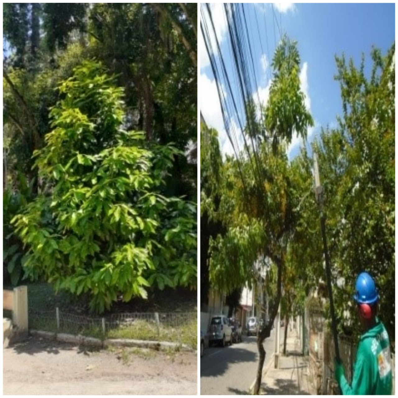 AÇÕES DAS EQUIPES DE ARBORIZAÇÃO URBANA DIA 09/03/2020