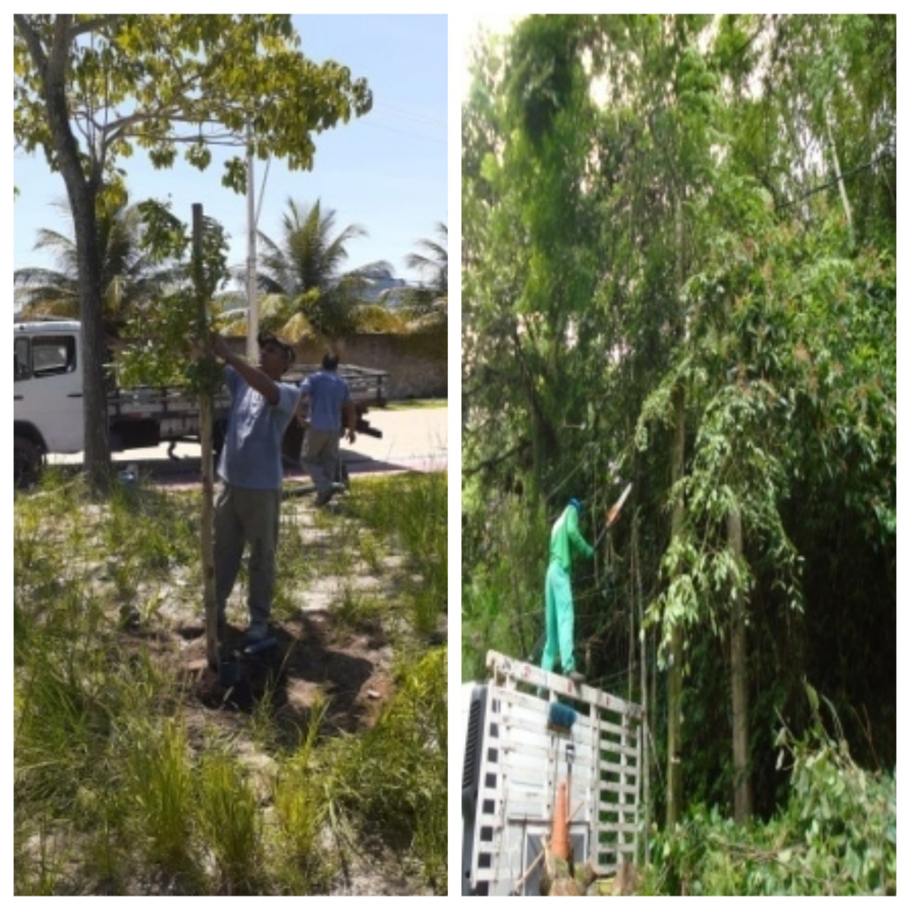 AÇÕES DA EQUIPE DE ARBORIZAÇÃO URBANA NO DIA 27/02/2020