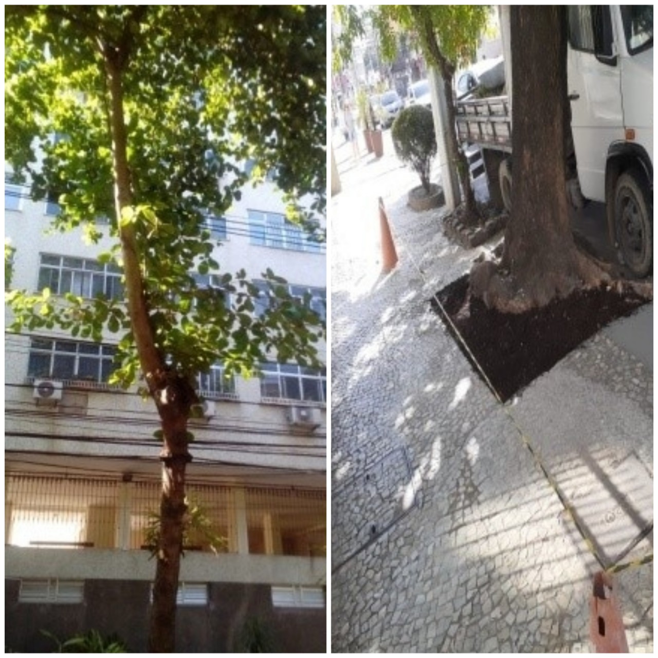 AÇÕES DAS EQUIPES DE ARBORIZAÇÃO URBANA DIA 18/02/2020