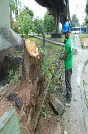 AÇÕES DAS EQUIPES DE ARBORIZAÇÃO URBANA DIA 12/02/2020