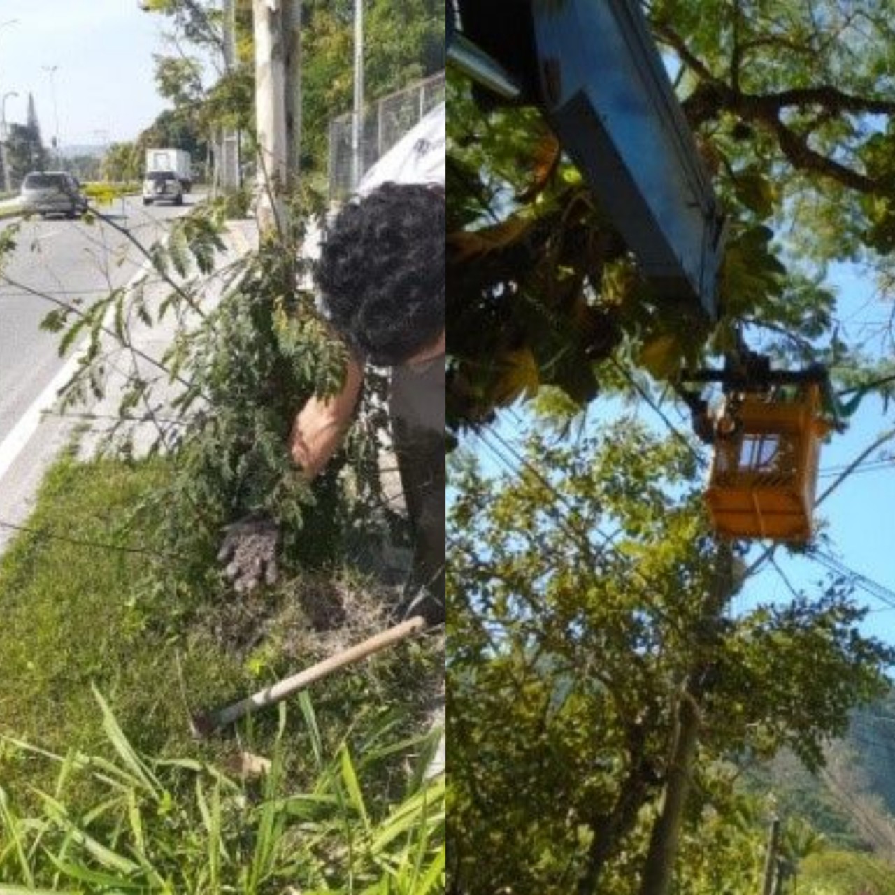 AÇÕES DAS EQUIPES DE ARBORIZAÇÃO NO DIA 22/06/2020