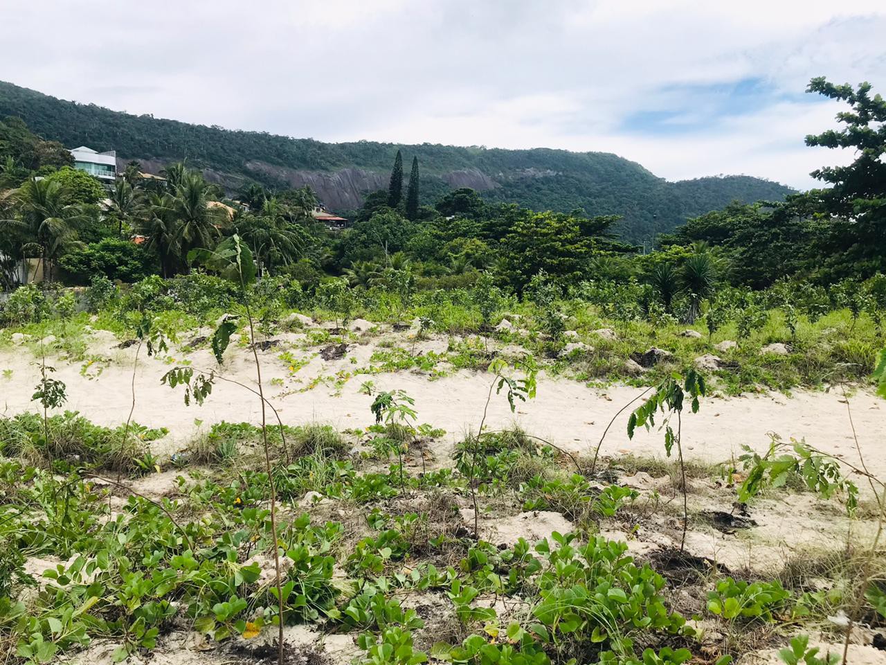 Prainha de Piratininga recebe 2.000 mudas de restinga