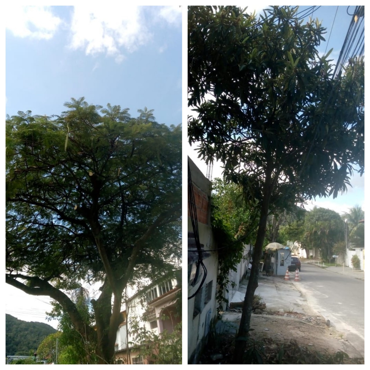 AÇÕES EQUIPES DE ARBORIZAÇÃO URBANA DIA 03/05/2021