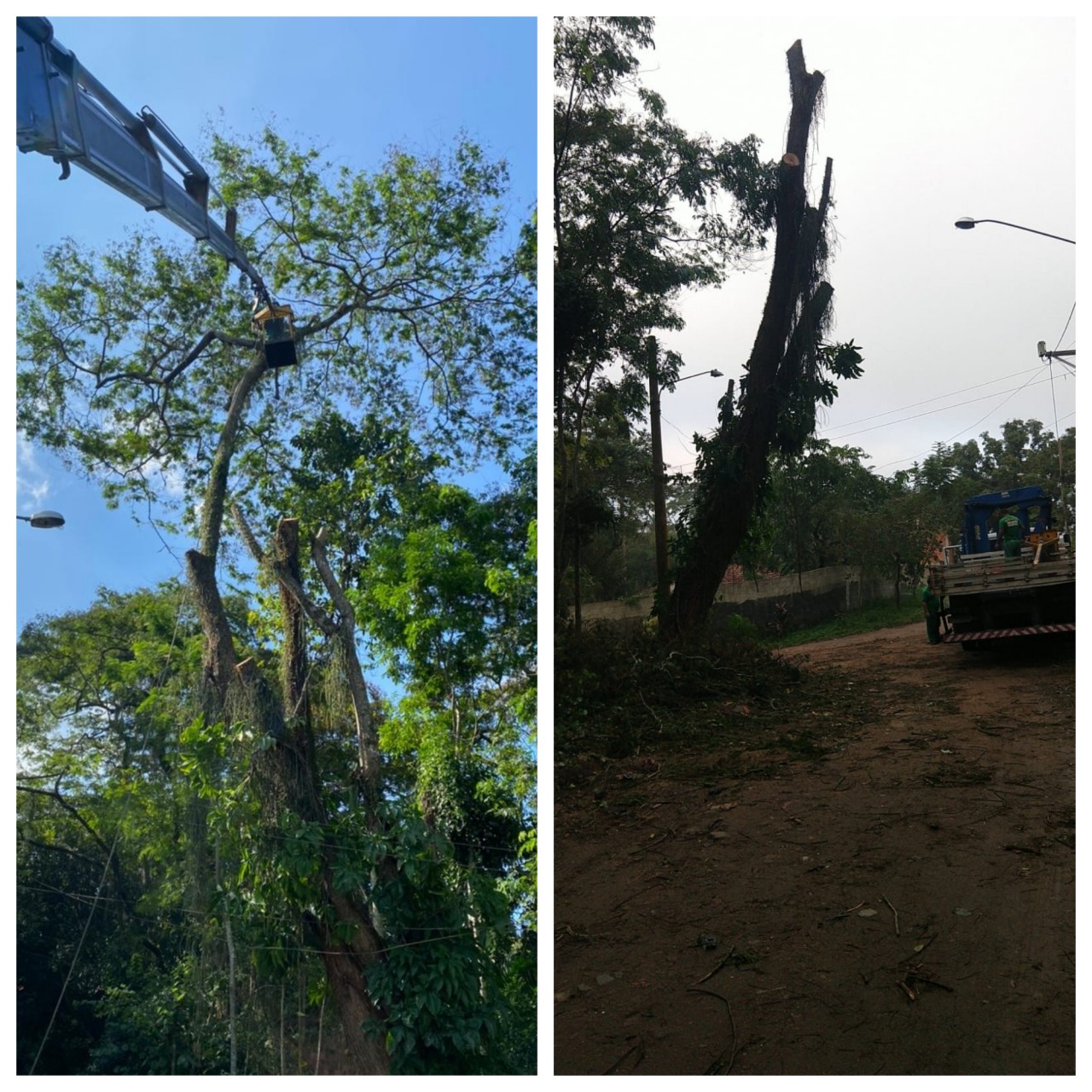 AÇÕES EQUIPES DE ARBORIZAÇÃO URBANA DIA 08/07/2021