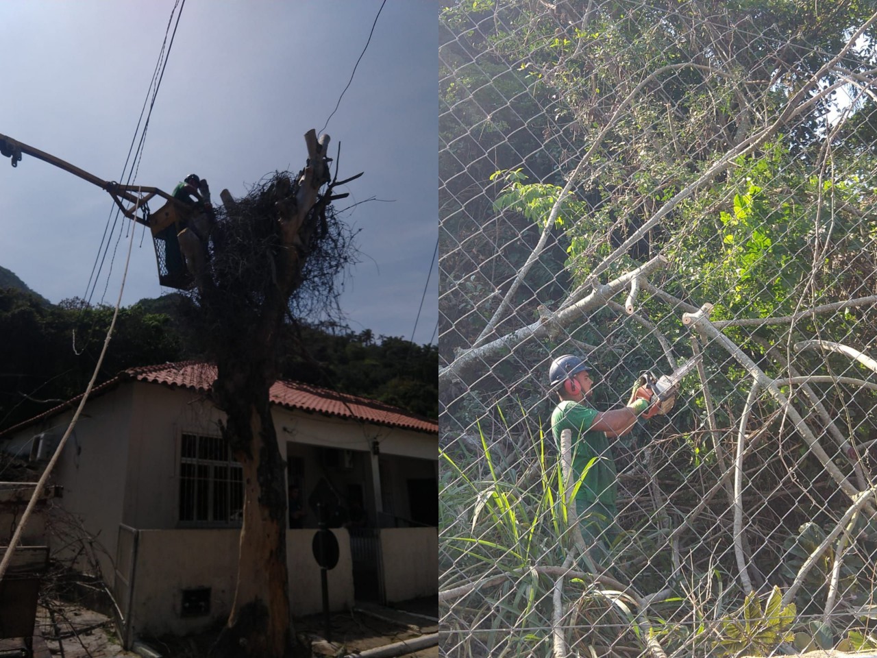 Ações das equipes de Arborização Urbana (13/09/2021)