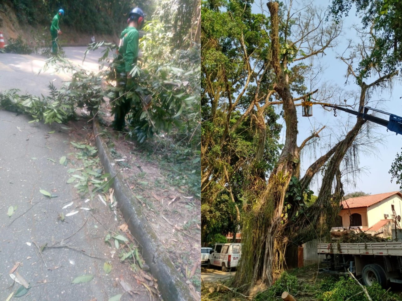 Ações das equipes de Arborização Urbana (15/09/2021)