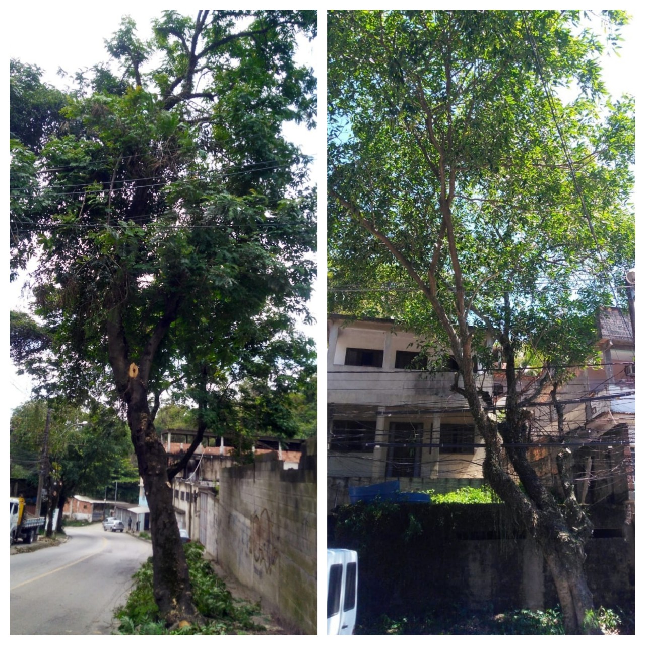 AÇÕES EQUIPES DE ARBORIZAÇÃO URBANA DIA 22,23,24/10/2021