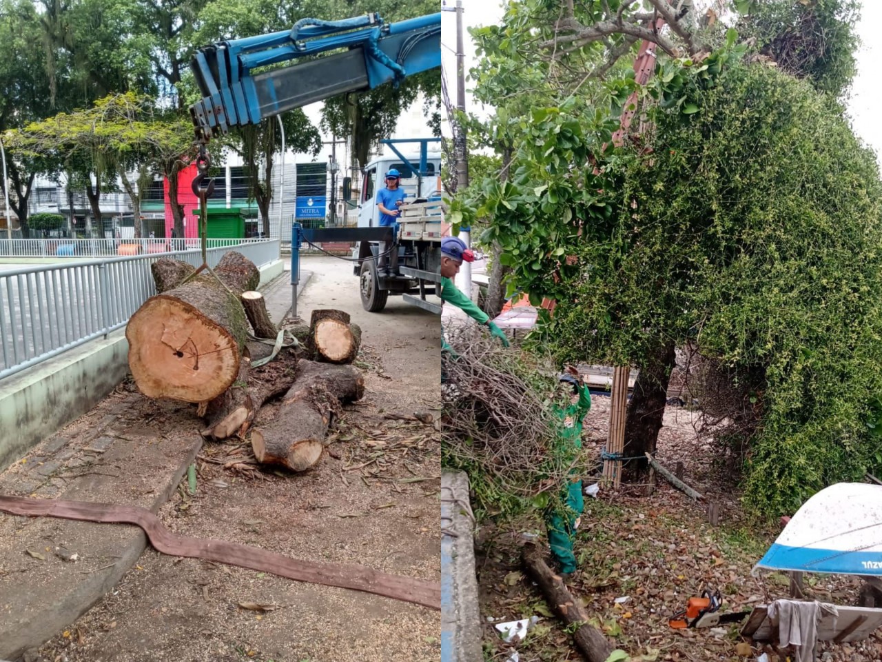 Ações das equipes de Arborização Urbana (26/10/2021)