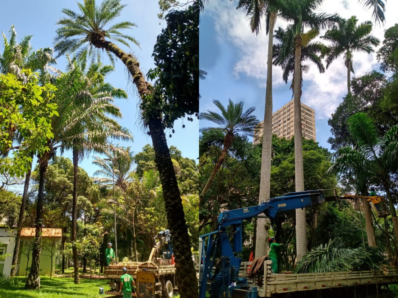 Ações das equipes de Arborização Urbana (03/11/2021)