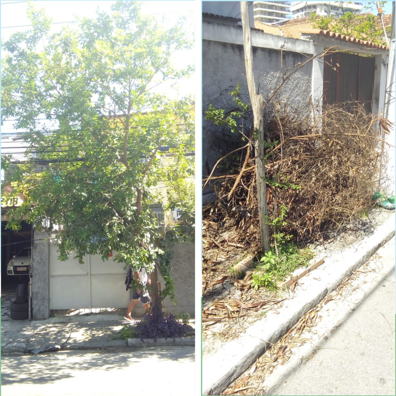 AÇÕES EQUIPES DE ARBORIZAÇÃO URBANA DIA 27/12/2021