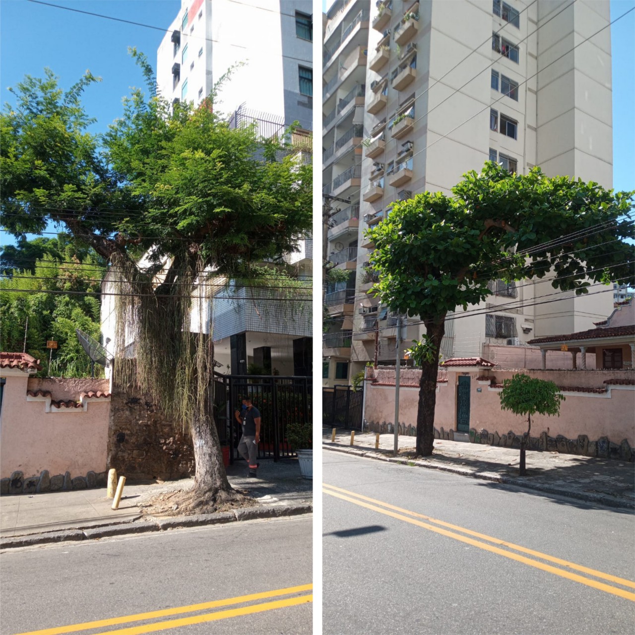 AÇÕES EQUIPES DE ARBORIZAÇÃO URBANA DIA 25/01/2022