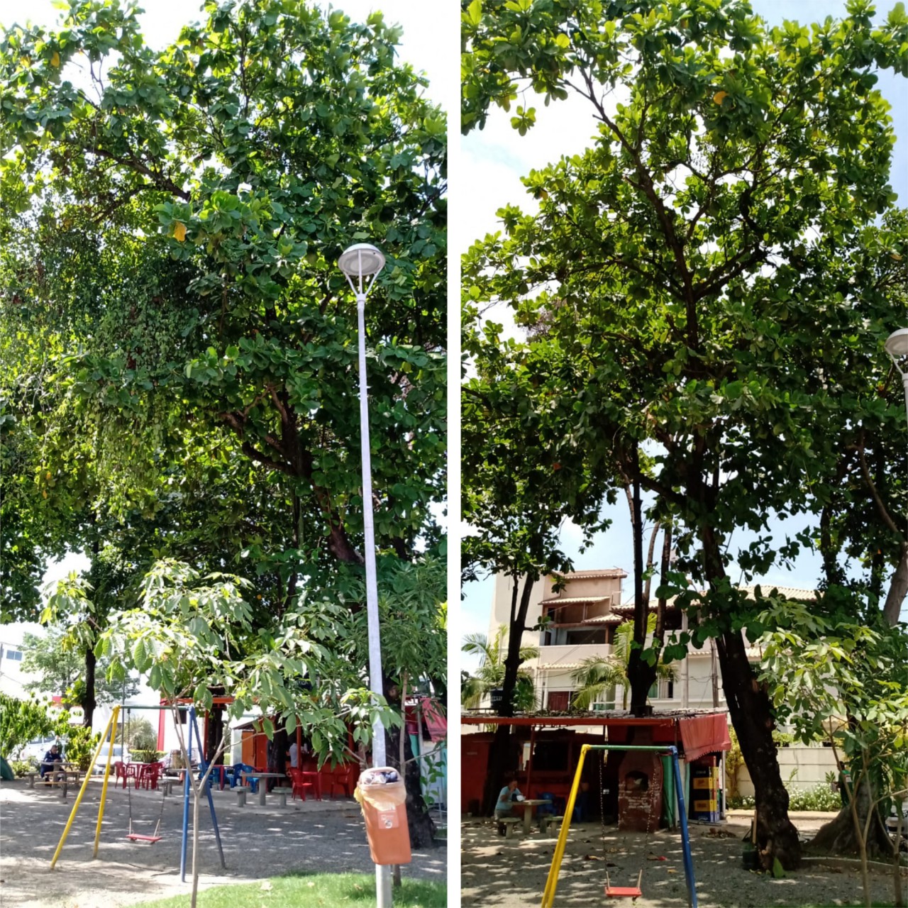  AÇÕES EQUIPES DE ARBORIZAÇÃO URBANA DIA 27/01/2022