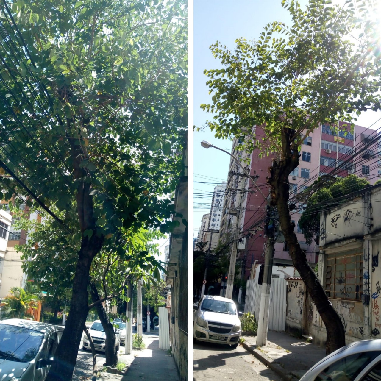  AÇÕES EQUIPES DE ARBORIZAÇÃO URBANA DIA 24/01/2022