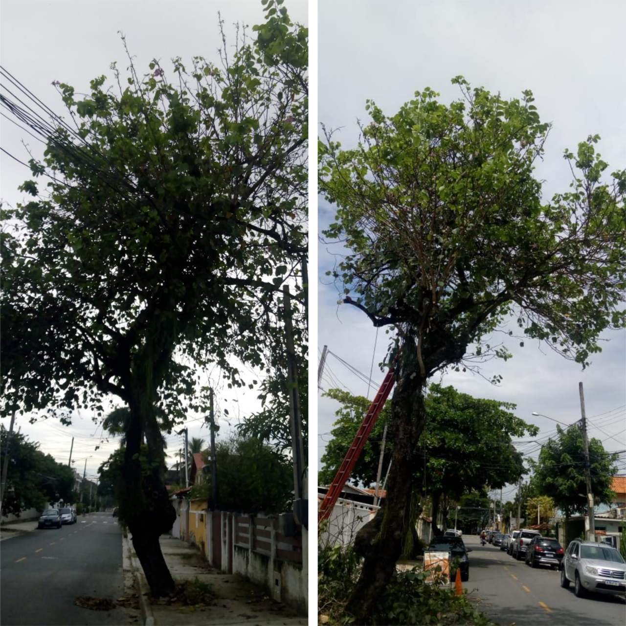 AÇÕES EQUIPES DE ARBORIZAÇÃO URBANA DIA 01/02/2022