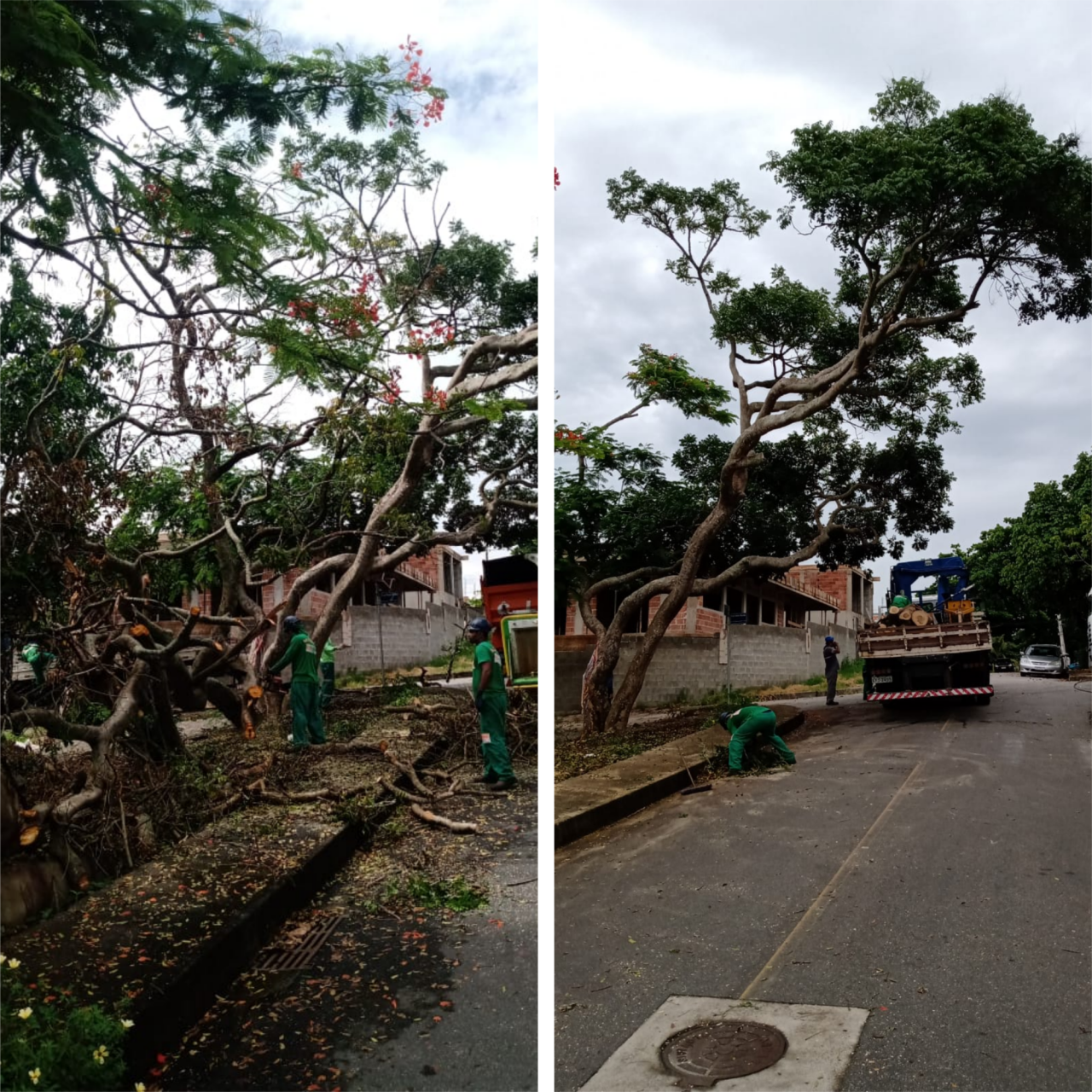 AÇÕES EQUIPES DE ARBORIZAÇÃO URBANA DIA 31/01/2022