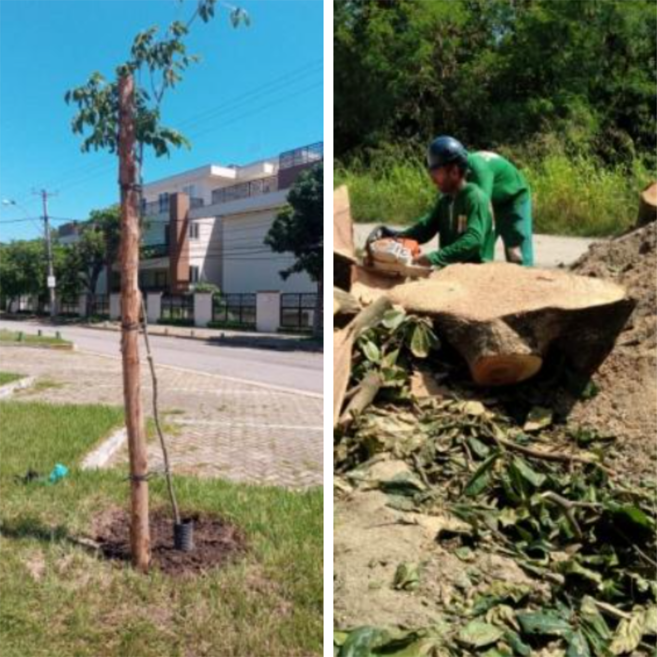 AÇÕES EQUIPES DE ARBORIZAÇÃO URBANA DIA 23/02/2022