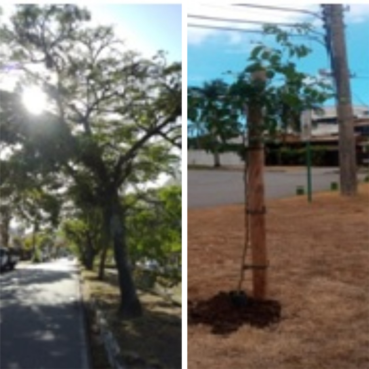 AÇÕES EQUIPES DE ARBORIZAÇÃO URBANA DIA 22/03/2022