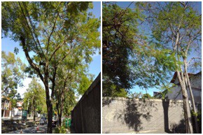 AÇÕES EQUIPES DE ARBORIZAÇÃO URBANA NOS DIAS 25 E 26/03/2022