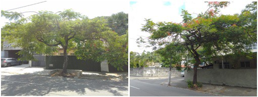 AÇÕES EQUIPES DE ARBORIZAÇÃO URBANA DIA 28/03/2022