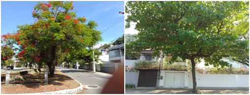 AÇÕES EQUIPES DE ARBORIZAÇÃO URBANA DIA 31/03/2022