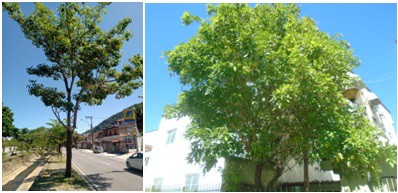 AÇÕES EQUIPES DE ARBORIZAÇÃO URBANA DIA 04/04/2022