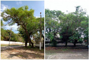 AÇÕES EQUIPES DE ARBORIZAÇÃO URBANA DIA 07/04/2022