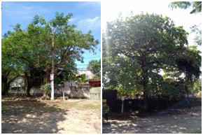 AÇÕES EQUIPES DE ARBORIZAÇÃO URBANA NOS DIAS 08 E 09/04/2022