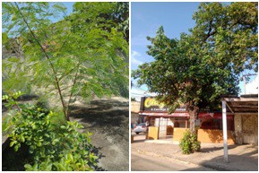 AÇÕES EQUIPES DE ARBORIZAÇÃO URBANA DIA 12/04/2022