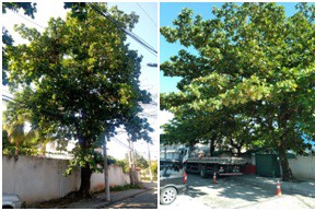 AÇÕES EQUIPES DE ARBORIZAÇÃO URBANA DIA 13/04/2022