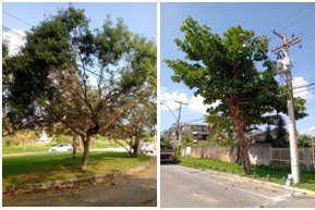 AÇÕES EQUIPES DE ARBORIZAÇÃO URBANA DIA 20/04/2022