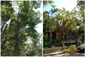 AÇÕES EQUIPES DE ARBORIZAÇÃO URBANA DIA 26/04/2022