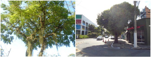 AÇÕES EQUIPES DE ARBORIZAÇÃO URBANA DIA 04/05/2022