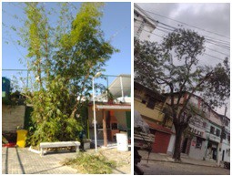 AÇÕES EQUIPES DE ARBORIZAÇÃO URBANA DIA 05/05/2022