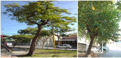 AÇÕES EQUIPES DE ARBORIZAÇÃO URBANA DIA 09/05/2022