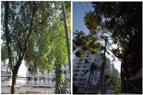 AÇÕES EQUIPES DE ARBORIZAÇÃO URBANA DIA 18/05/2022