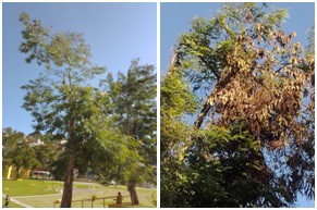 AÇÕES EQUIPES DE ARBORIZAÇÃO URBANA DIA 23/05/2022