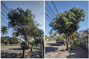 AÇÕES EQUIPES DE ARBORIZAÇÃO URBANA DIA 25/05/2022