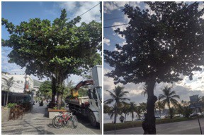 AÇÕES EQUIPES DE ARBORIZAÇÃO URBANA DIA 30/05/2022