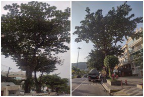 AÇÕES EQUIPES DE ARBORIZAÇÃO URBANA DIA 01/06/2022