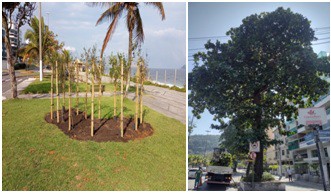 AÇÕES EQUIPES DE ARBORIZAÇÃO URBANA DIA 08/06/2022