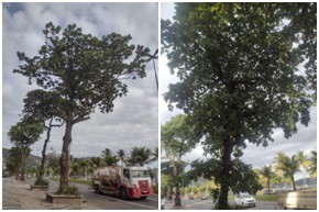 AÇÕES EQUIPES DE ARBORIZAÇÃO URBANA DIA 13/06/2022