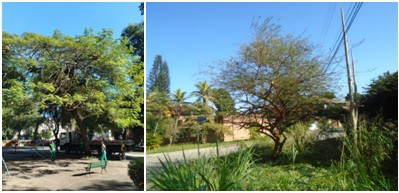 AÇÕES EQUIPES DE ARBORIZAÇÃO URBANA DIA 23/06/2022