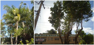 AÇÕES EQUIPES DE ARBORIZAÇÃO URBANA DIA 27/06/2022