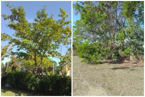 AÇÕES EQUIPES DE ARBORIZAÇÃO URBANA DIA 06/07/2022