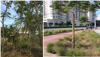 AÇÕES EQUIPES DE ARBORIZAÇÃO URBANA DIA 19/07/2022