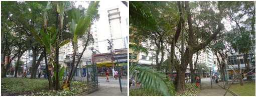 AÇÕES EQUIPES DE ARBORIZAÇÃO URBANA DIA 09/08/2022