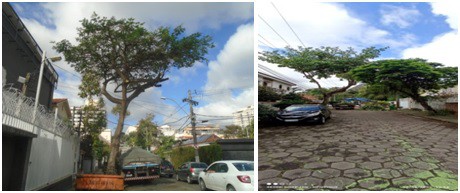 AÇÕES EQUIPES DE ARBORIZAÇÃO URBANA DIA 11/08/2022