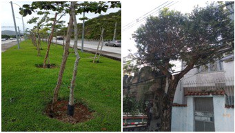 AÇÕES EQUIPES DE ARBORIZAÇÃO URBANA DIA 29/08/2022