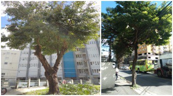 AÇÕES EQUIPES DE ARBORIZAÇÃO URBANA DIA 31/08/2022